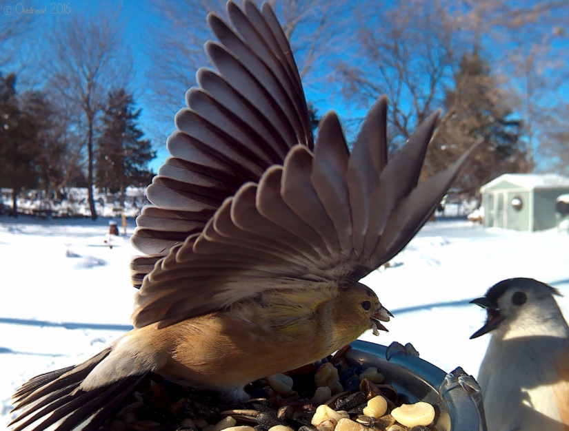 The woman lures the birds and makes stunning portraits while they were eating