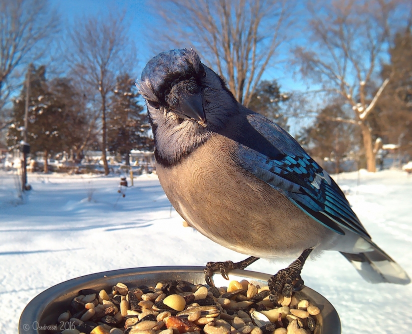 The woman lures the birds and makes stunning portraits while they were eating