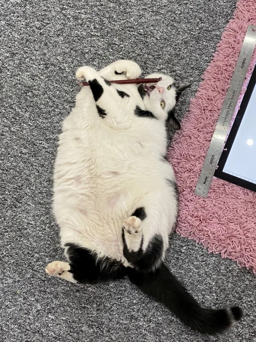 There should be a lot of a good cat: a fluffy fat man touches, but overeats