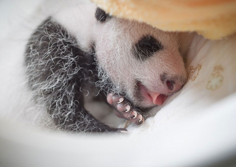 These panda babies will make you die of emotion!