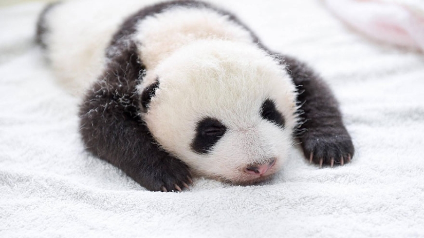 These panda babies will make you die of emotion!