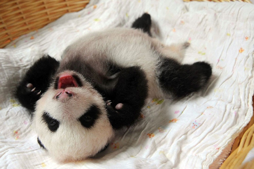 These panda babies will make you die of emotion!