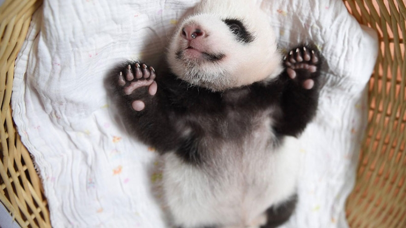 These panda babies will make you die of emotion!