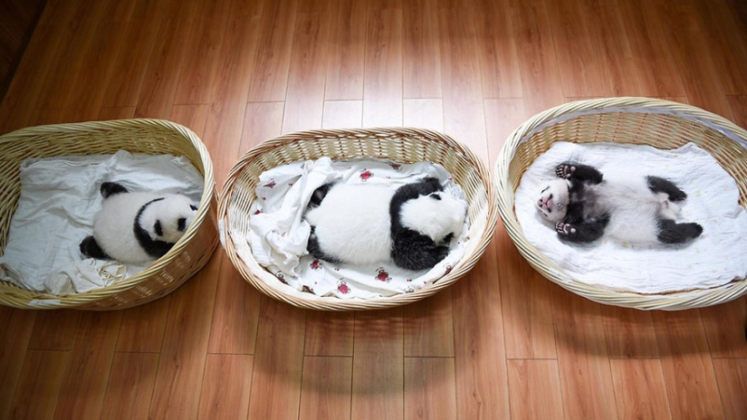 These panda babies will make you die of emotion!