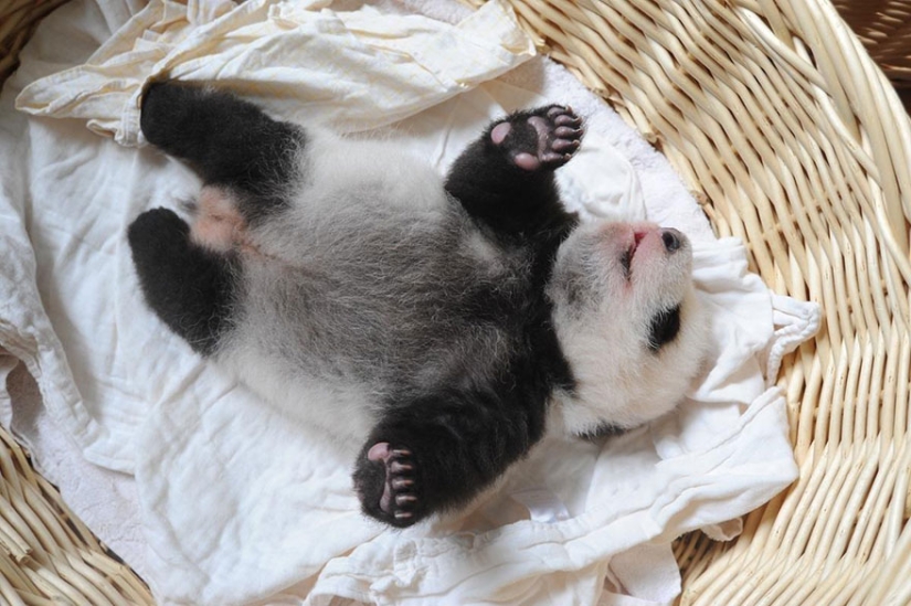 These panda babies will make you die of emotion!