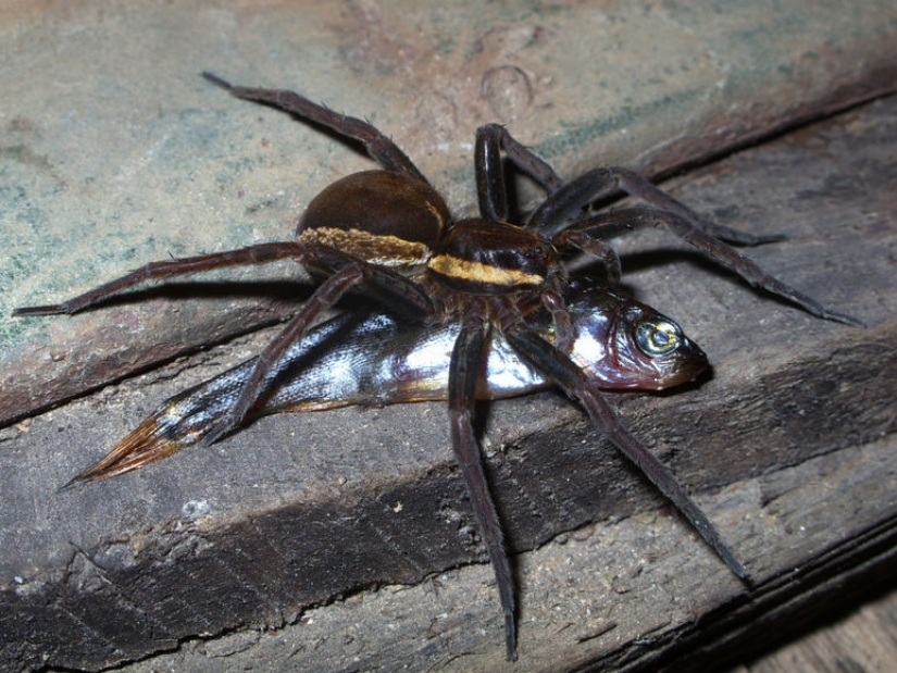 They already crawling over you: top 10 creepy Australian killer spiders