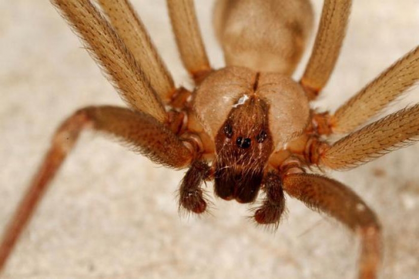 They already crawling over you: top 10 creepy Australian killer spiders