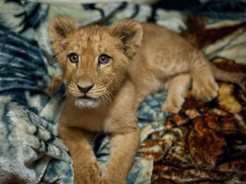 This lion can't sleep without my blanket This lion can't sleep without my blanket