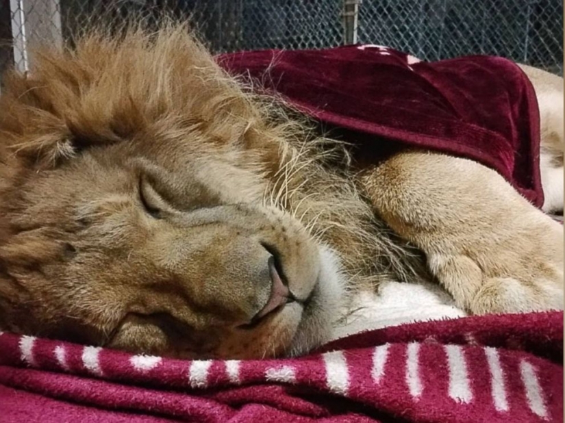 This lion can't sleep without my blanket This lion can't sleep without my blanket