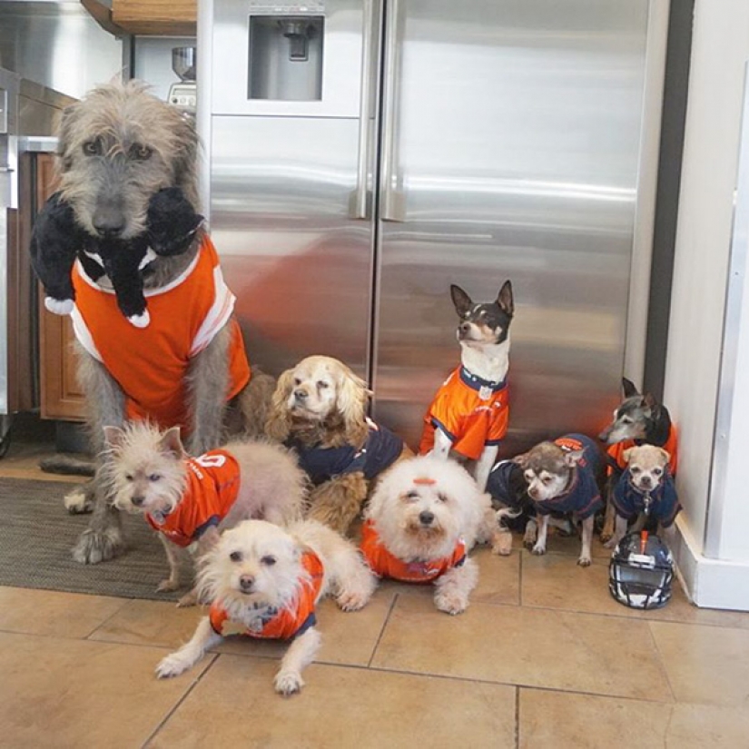 This man sheltered old and sick animals