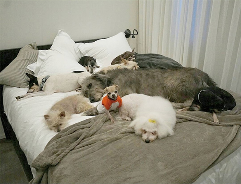 This man sheltered old and sick animals