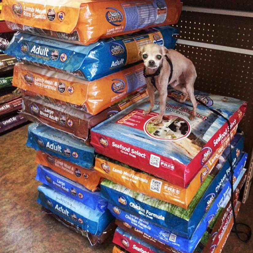 This man sheltered old and sick animals