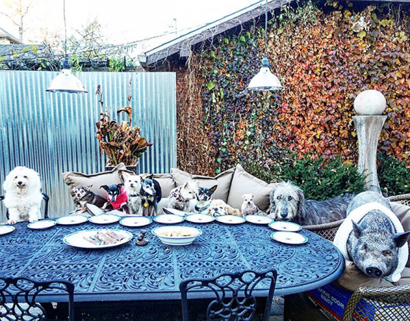 This man sheltered old and sick animals