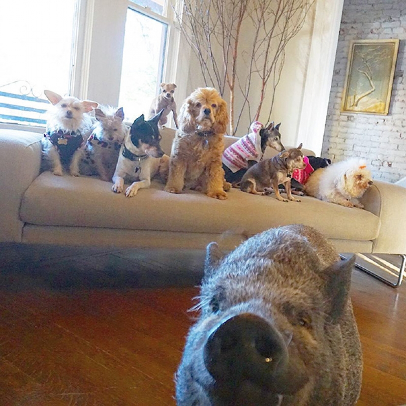 This man sheltered old and sick animals