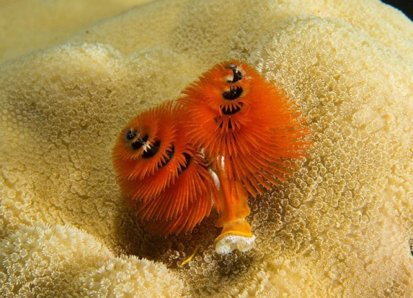 This sea creature looks a lot like a Christmas tree.