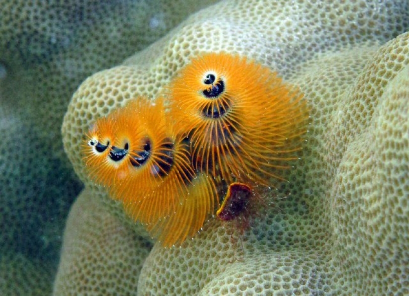 This sea creature looks a lot like a Christmas tree.