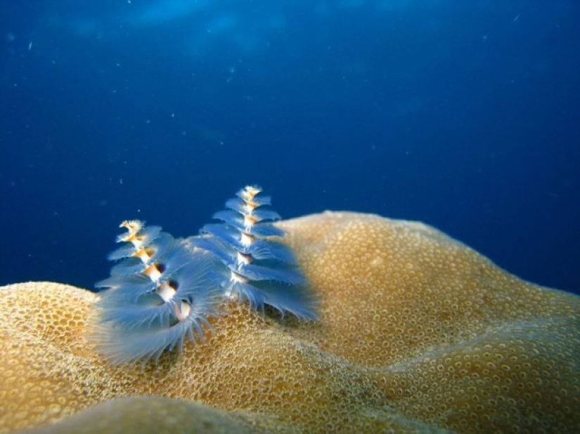 This sea creature looks a lot like a Christmas tree.