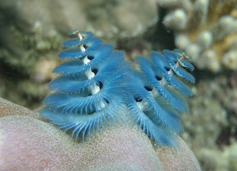 This sea creature looks a lot like a Christmas tree.