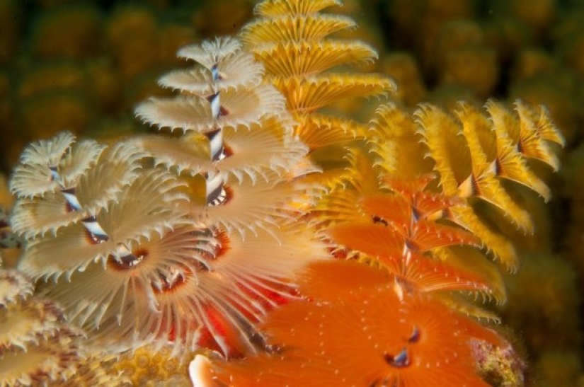 This sea creature looks a lot like a Christmas tree.