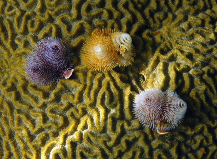 This sea creature looks a lot like a Christmas tree.