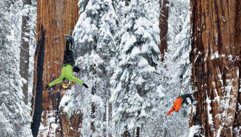 To shoot this tree in its entirety, photographers took 32 days