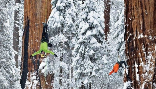 To shoot this tree in its entirety, photographers took 32 days