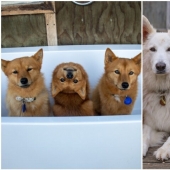 Todos tenemos ese amigo: el perro "botín" de cada foto con sus familiares