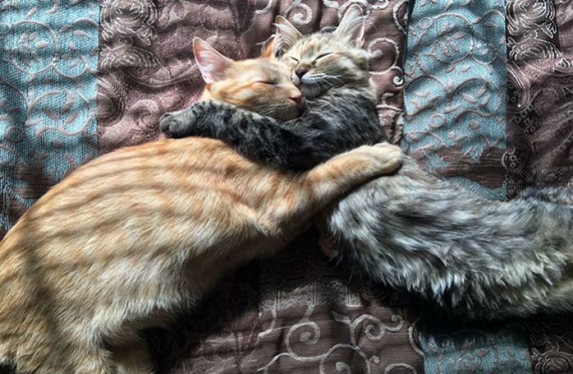 Two kittens have fallen in love with each other and just can't hide their feelings anymore