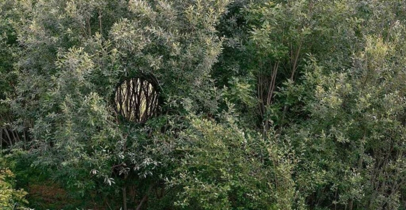 Un agujero ideal apareció en la espesura del bosque cerca de un pueblo estonio y desconcertó a los cibernautas Un agujero ideal apareció en la espesura del bosque cerca de un pueblo estonio y desconcertó a los cibernautas