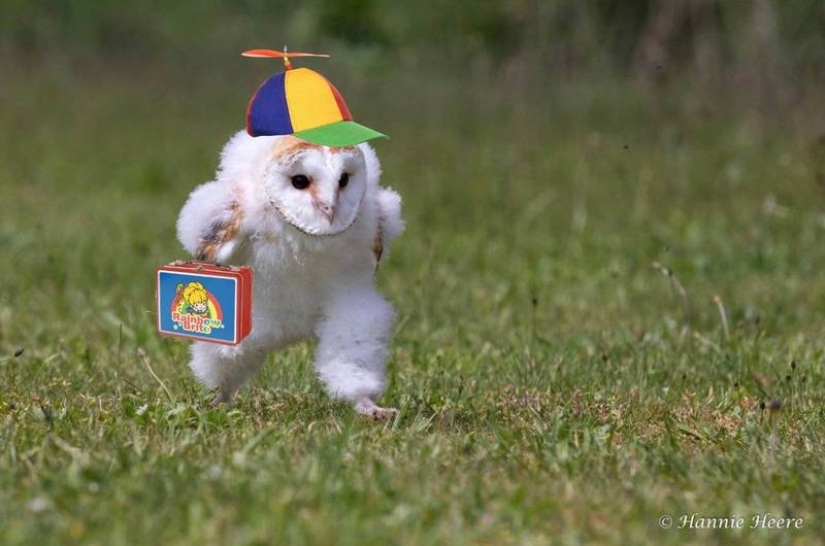 Un búho corriendo en algún lugar de la hierba tocó millones y se convirtió en un meme popular Un búho corriendo en algún lugar de la hierba tocó millones y se convirtió en un meme popular