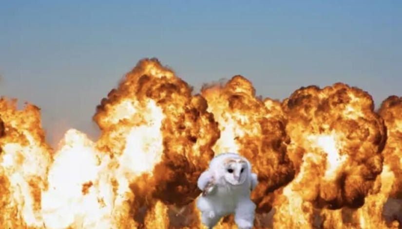 Un búho corriendo en algún lugar de la hierba tocó millones y se convirtió en un meme popular Un búho corriendo en algún lugar de la hierba tocó millones y se convirtió en un meme popular