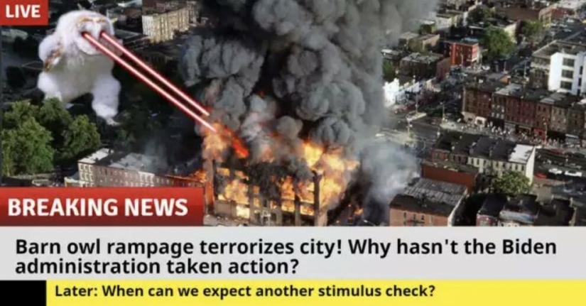 Un búho corriendo en algún lugar de la hierba tocó millones y se convirtió en un meme popular Un búho corriendo en algún lugar de la hierba tocó millones y se convirtió en un meme popular