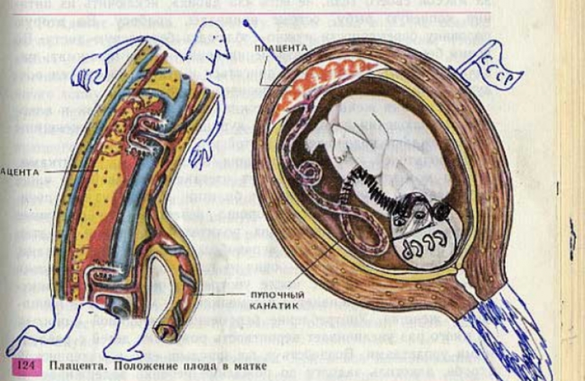Un divertido libro de texto de biología pintado le llevará de vuelta al 9º grado