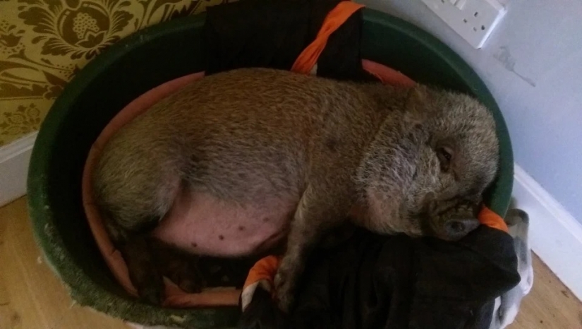 Un enorme jabalí vive en la casa de los Escoceses, disfrutando del amor y la comodidad