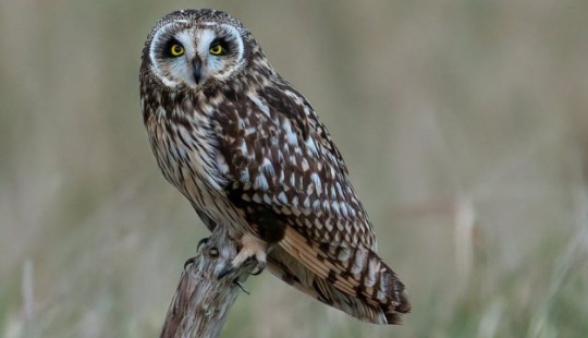 Un fotógrafo de vida salvaje toma fotografías impresionantes durante la pausa del almuerzo