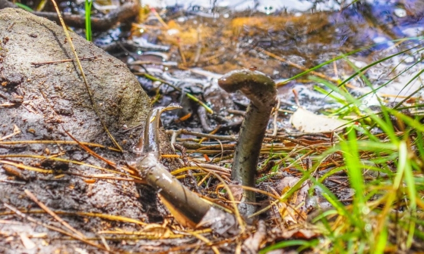 Un guía de Australia ha descubierto anguilas vampiro que no se han visto en 20 años