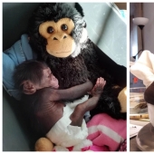 Un juguete de peluche reemplazó a la madre del pequeño chimpancé cuando el verdadero lo abandonó