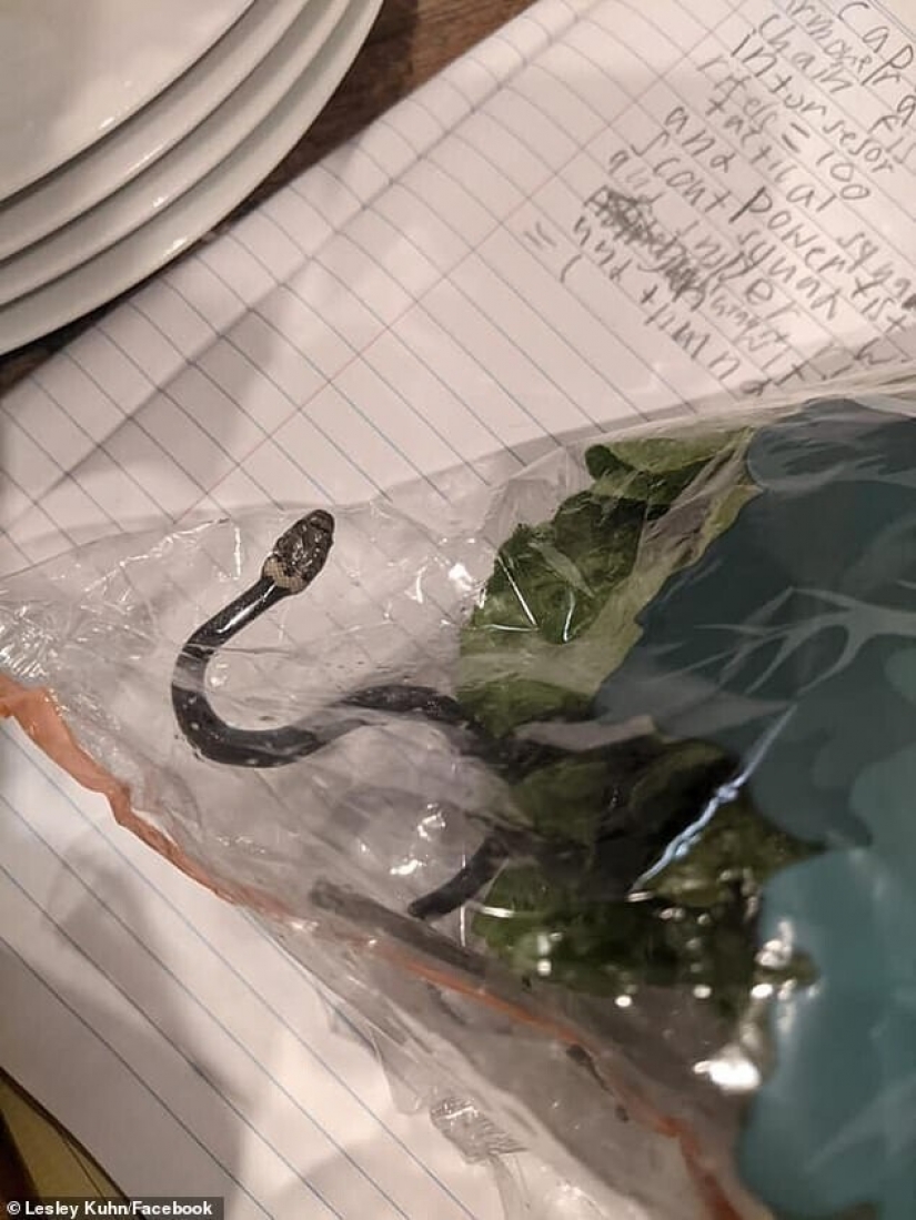 Un residente de Australia encontró a la serpiente en compras ensalada