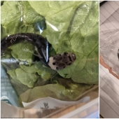 Un residente de Australia encontró a la serpiente en compras ensalada