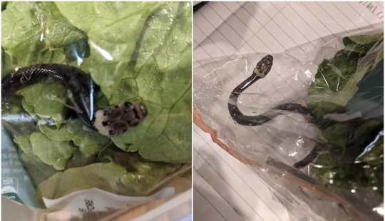 Un residente de Australia encontró a la serpiente en compras ensalada Un residente de Australia encontró a la serpiente en compras ensalada