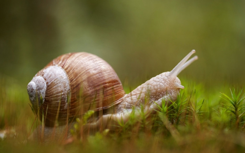 Unusual cold remedies from around the world