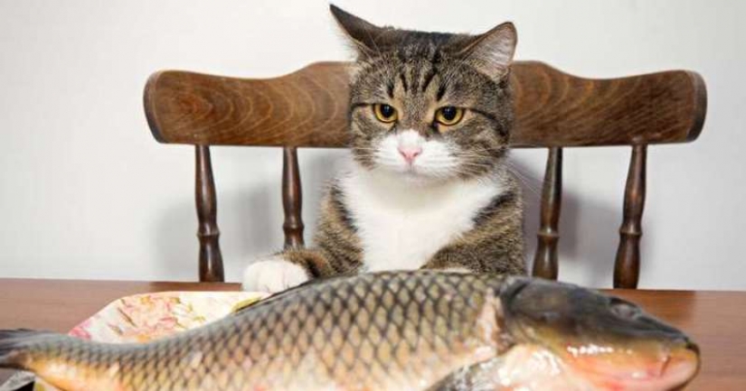 "Venderás pescado" : la historia del meme más dulce de este verano