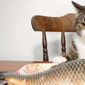 "Venderás pescado" : la historia del meme más dulce de este verano