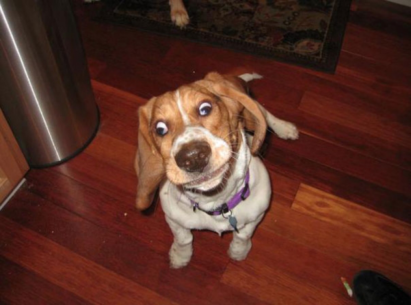 Very non-photogenic animals Very non-photogenic animals