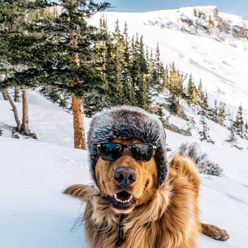 Viajando con el perro