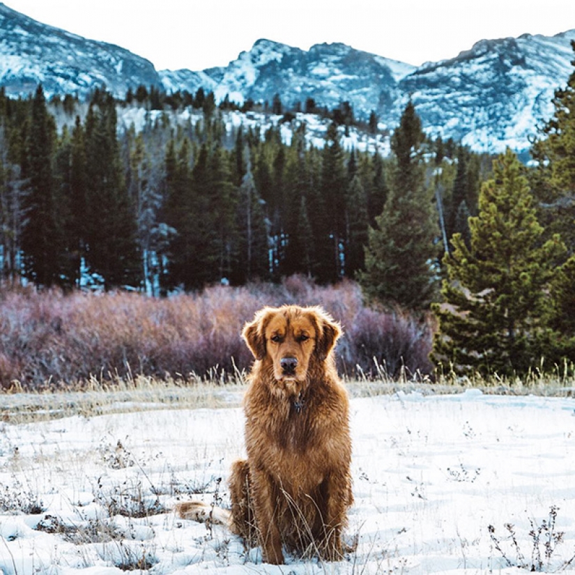 Viajando con el perro
