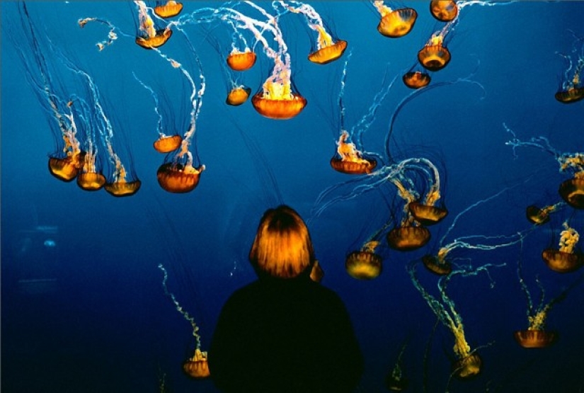 Vida salvaje detrás de un cristal