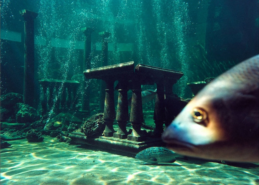 Vida salvaje detrás de un cristal