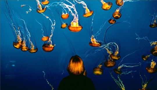 Vida salvaje detrás de un cristal Vida salvaje detrás de un cristal