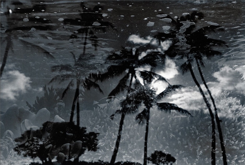 Vida salvaje detrás de un cristal